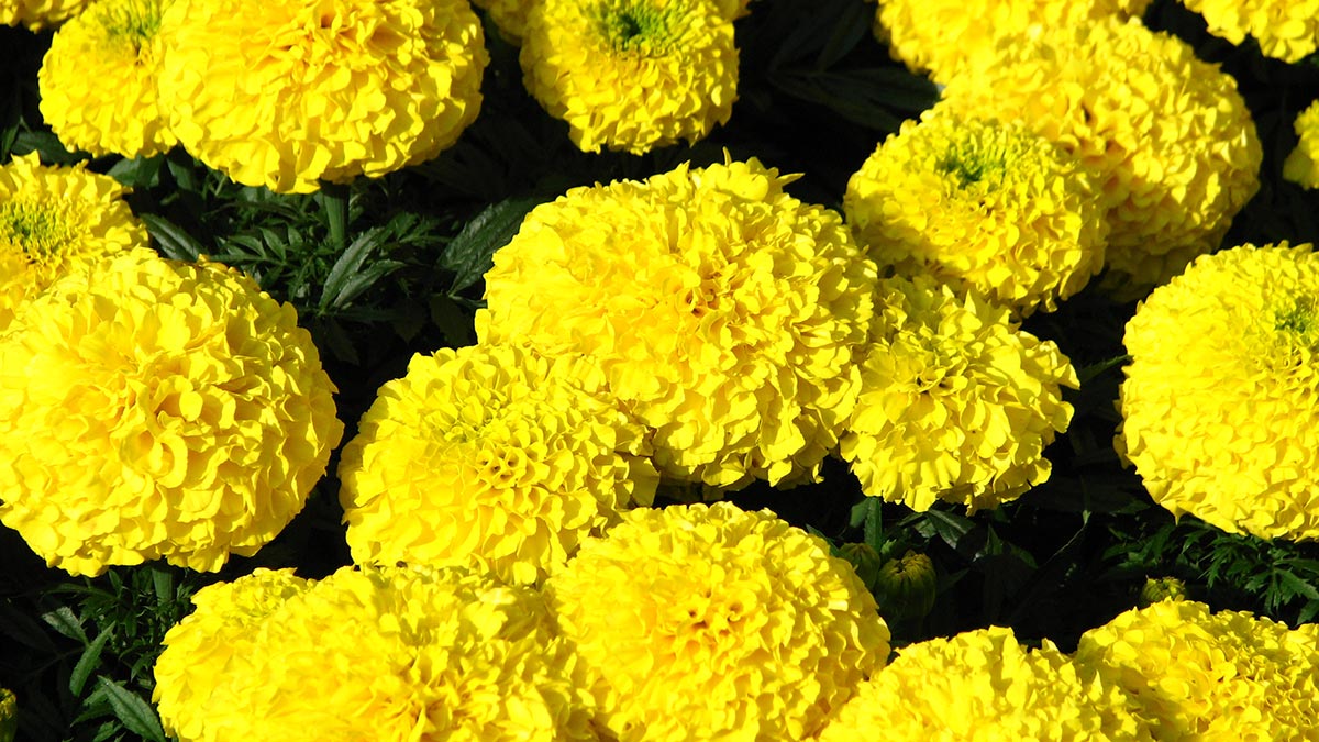 Бархатцы прямостоячие Бархатцы прямостоячие