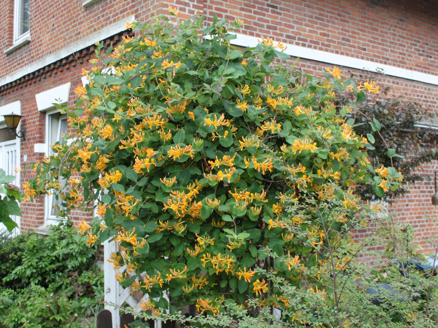 Жимолость золотистая