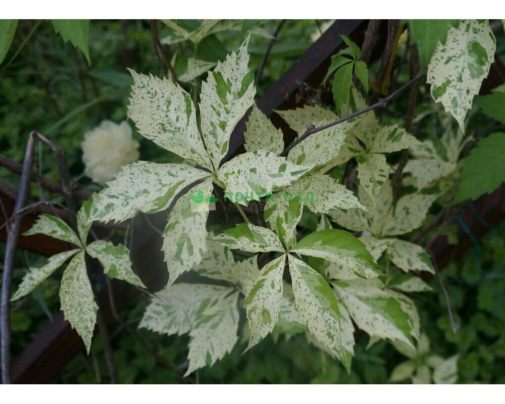 Девичий виноград Звездопад Девичий виноград Звездопад