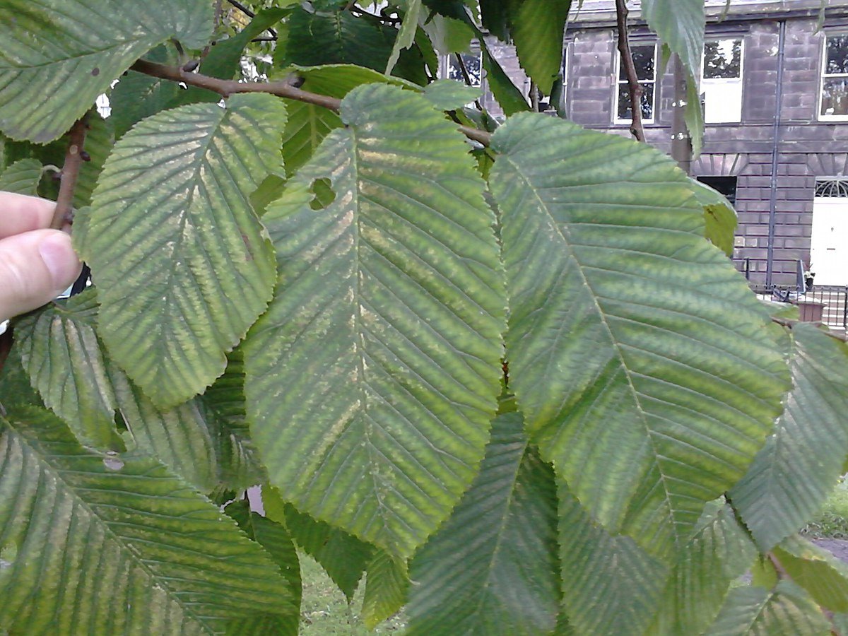 Вяз голый Вяз голый