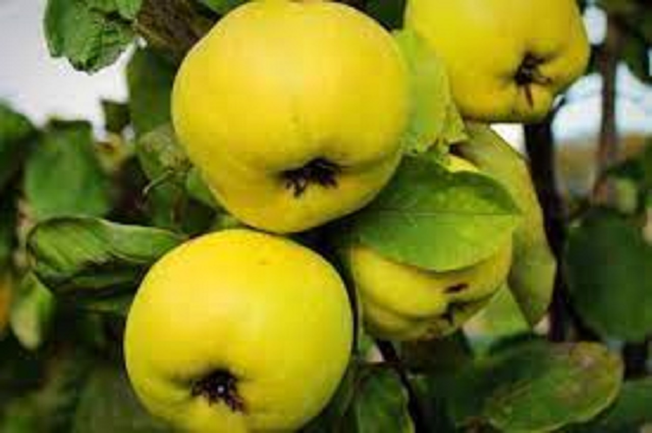 Айва яблоковидная