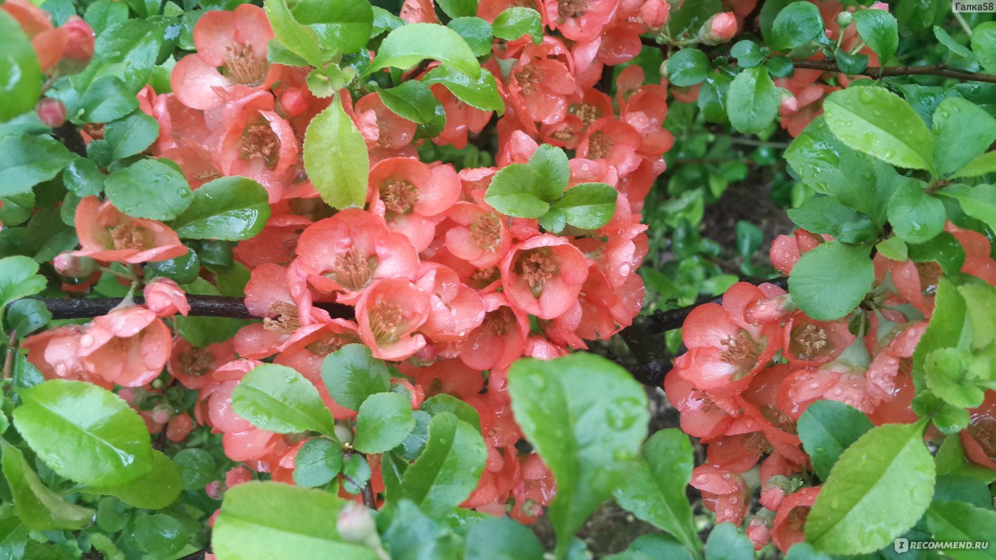 Айва мраморная