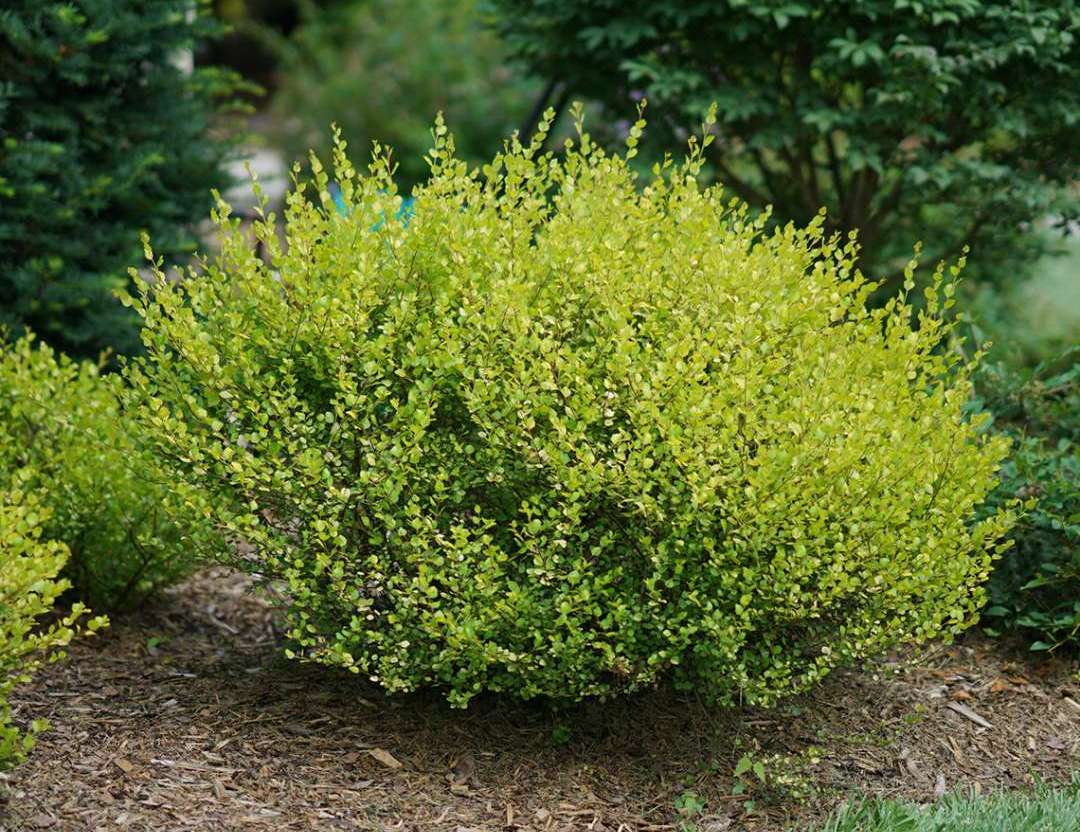 Береза карликовая Береза карликовая