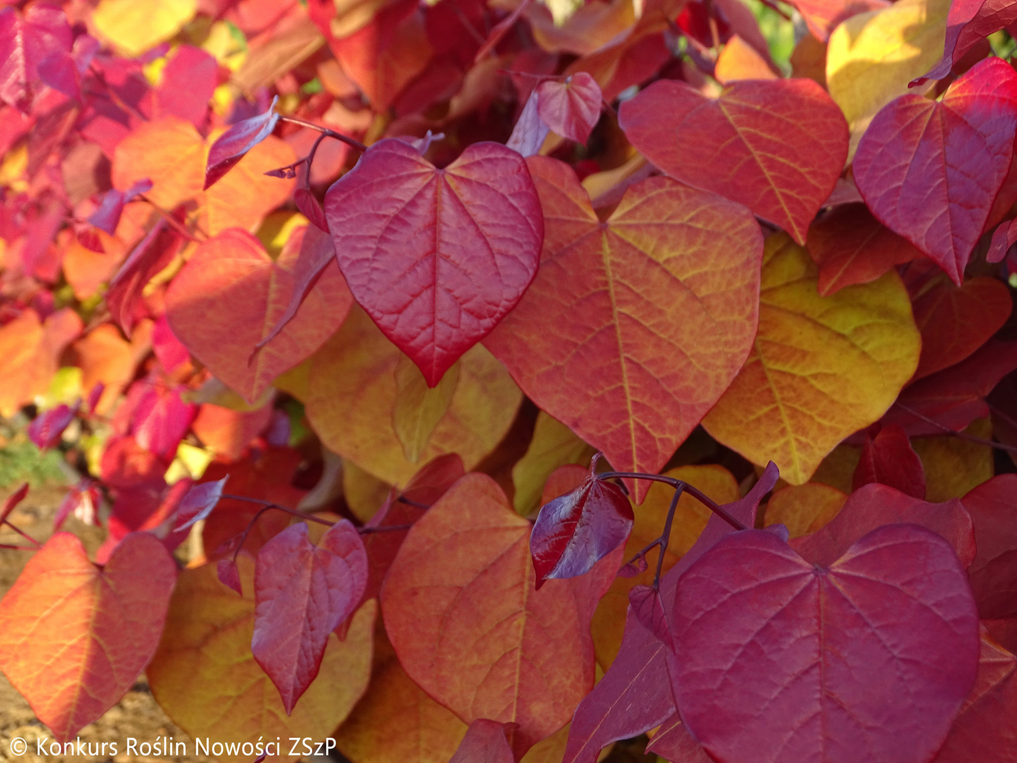 Багрянник канадский