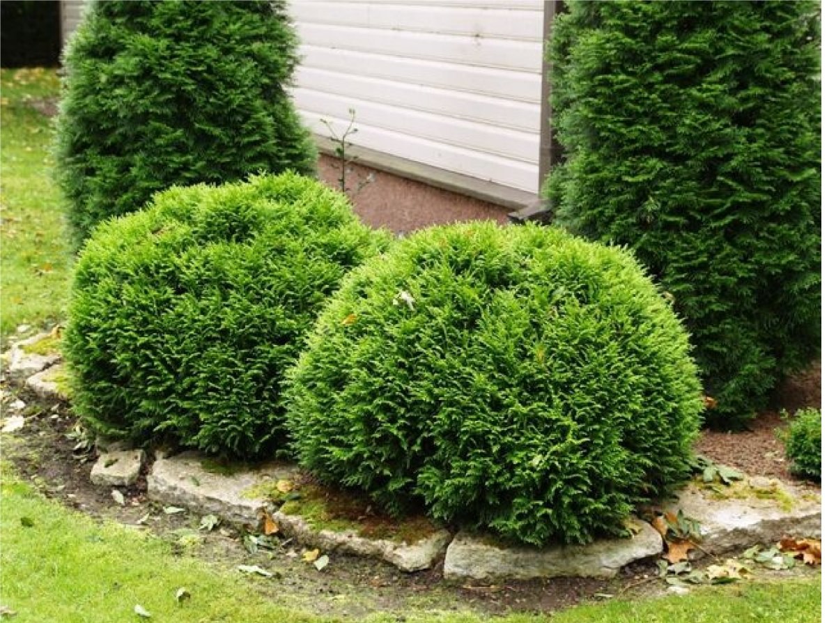Туя западная Туя западная