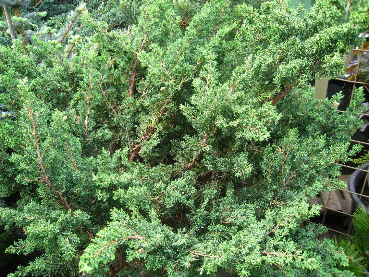 Можжевельник виргинский Можжевельник виргинский