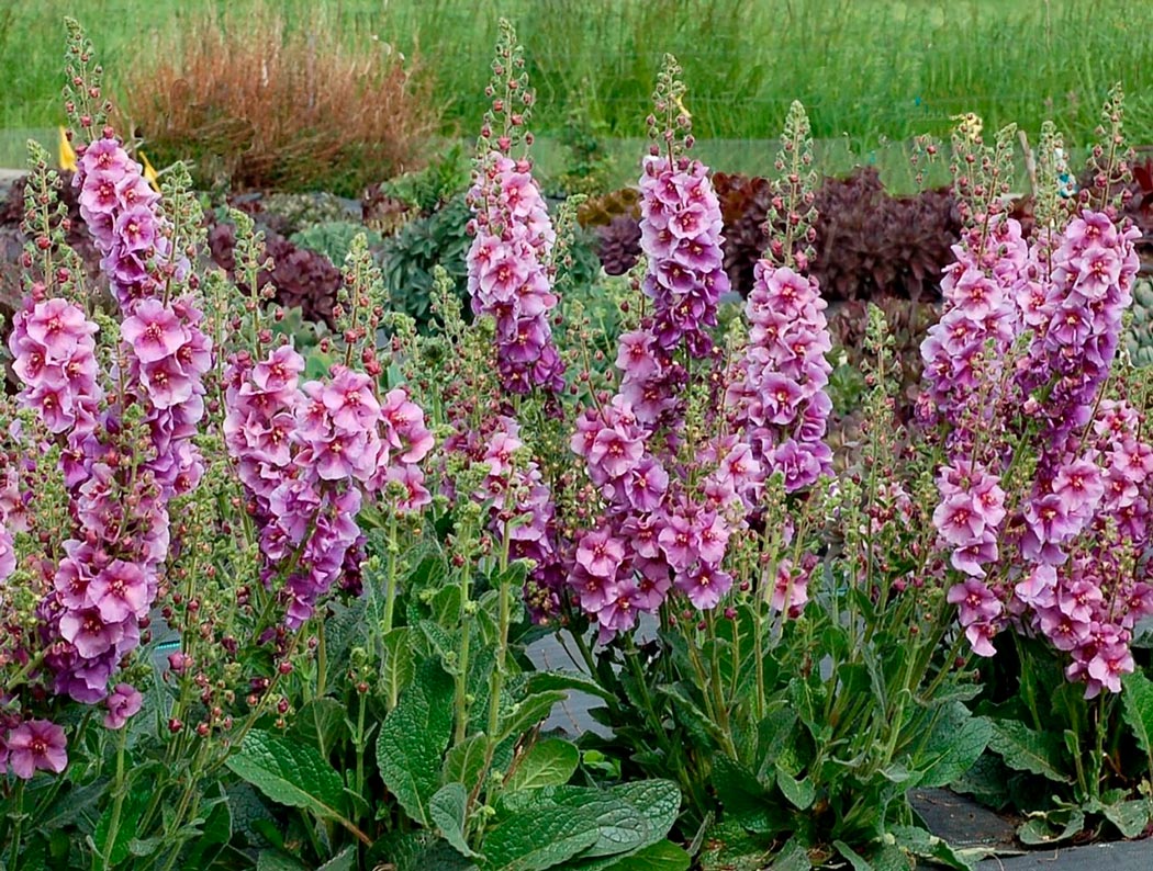 Безвкусница гибридная