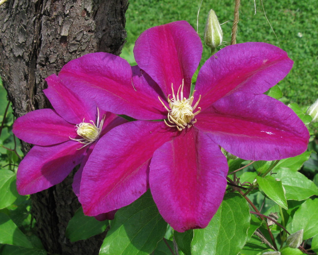 Клематис Флорида