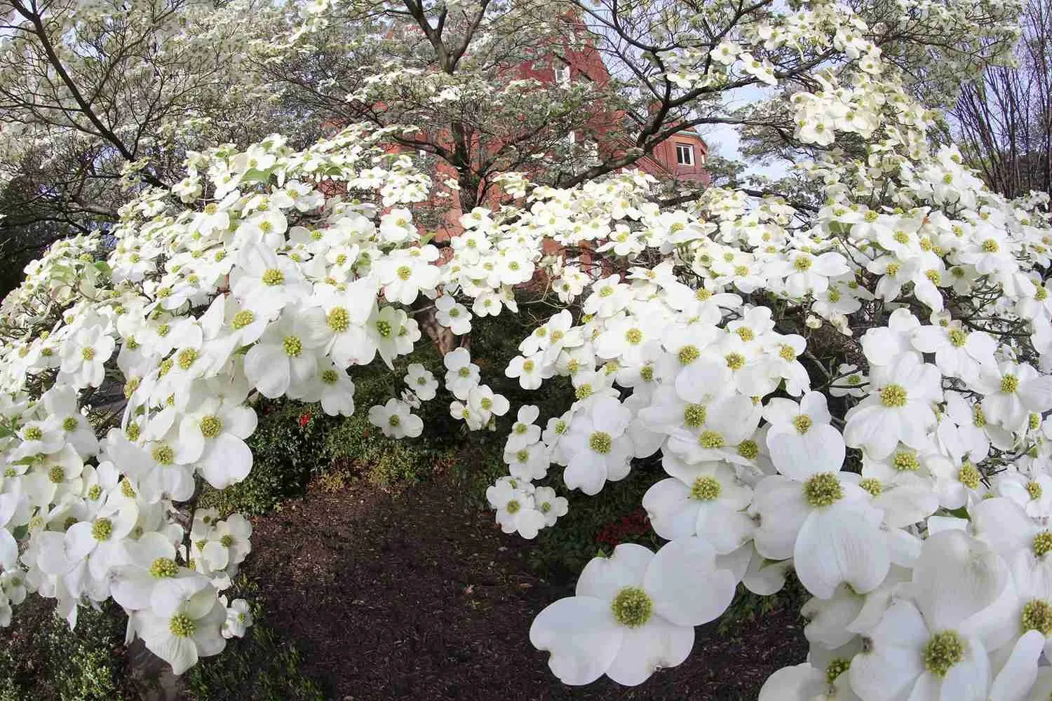 Дерен цветущий