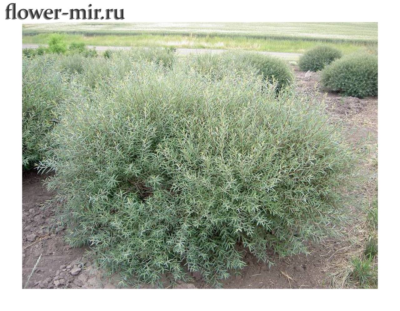 Ива пепельная