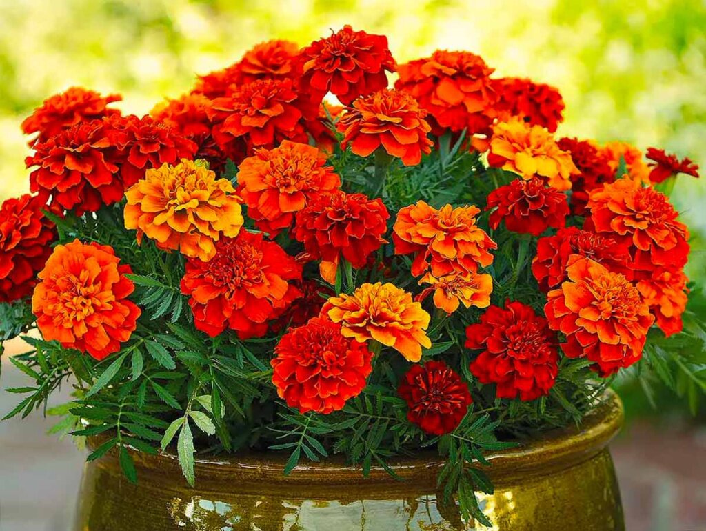 Бархатцевые Бархатцевые