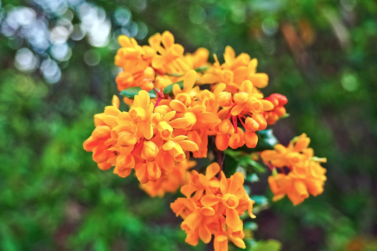 Барбарис Дарвина