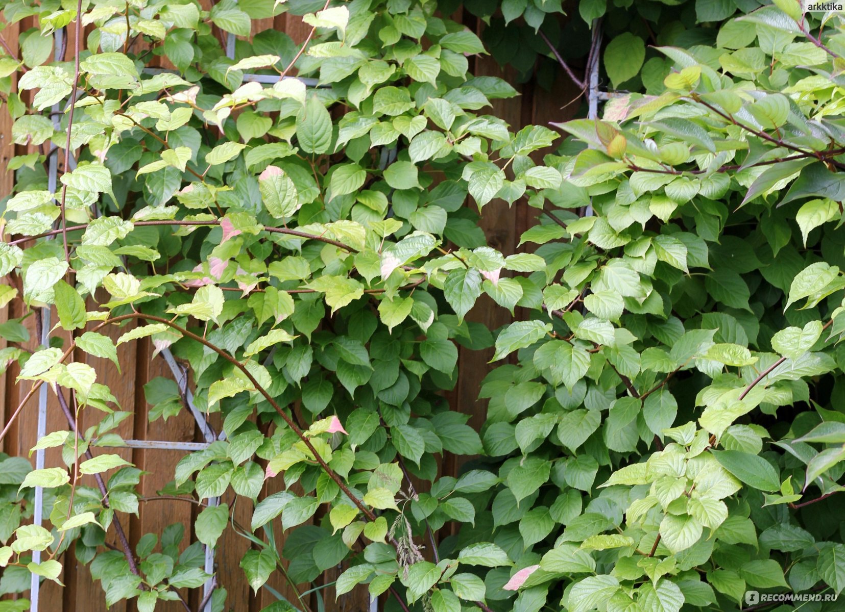 Актинидия китайская