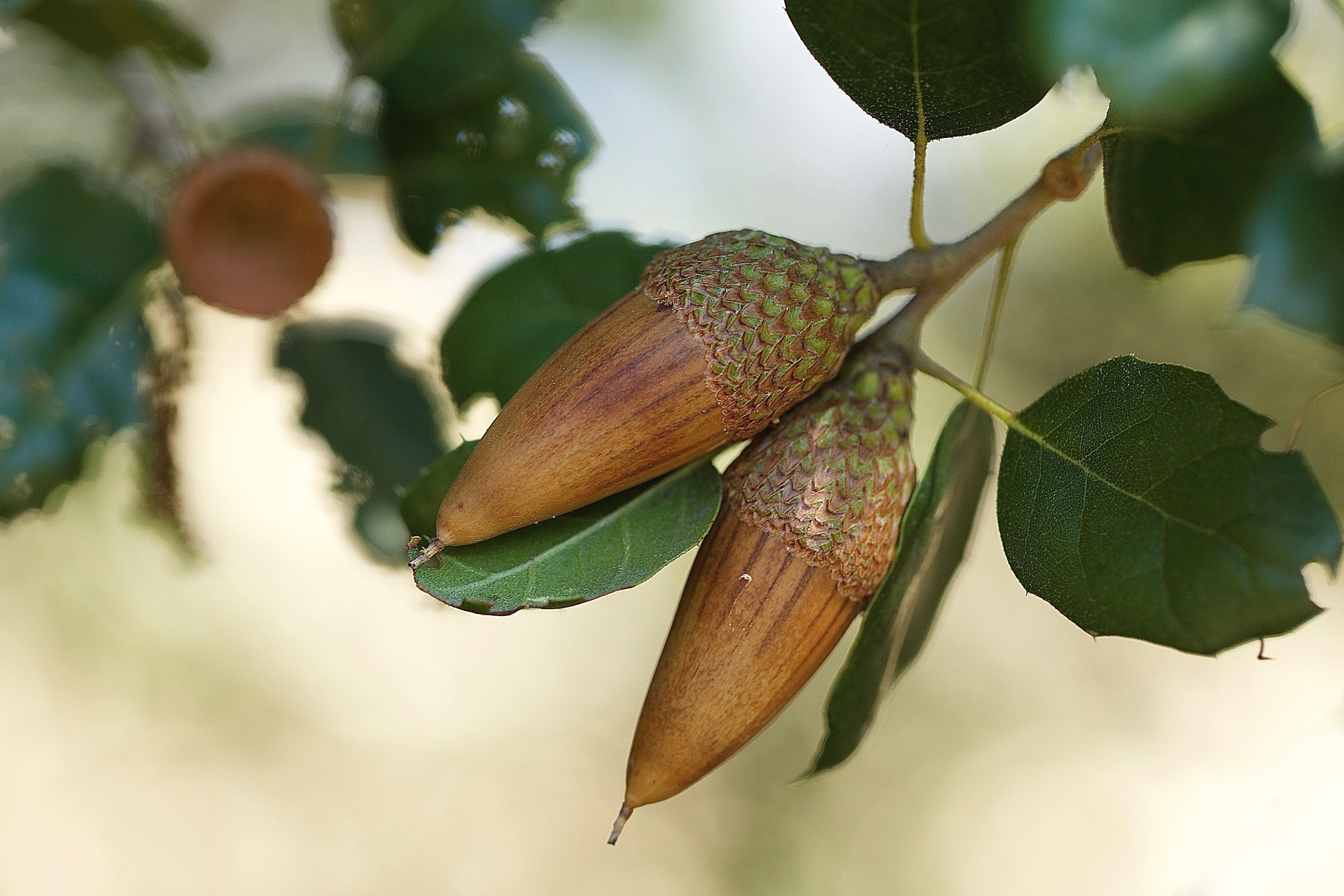 Дуб болотный