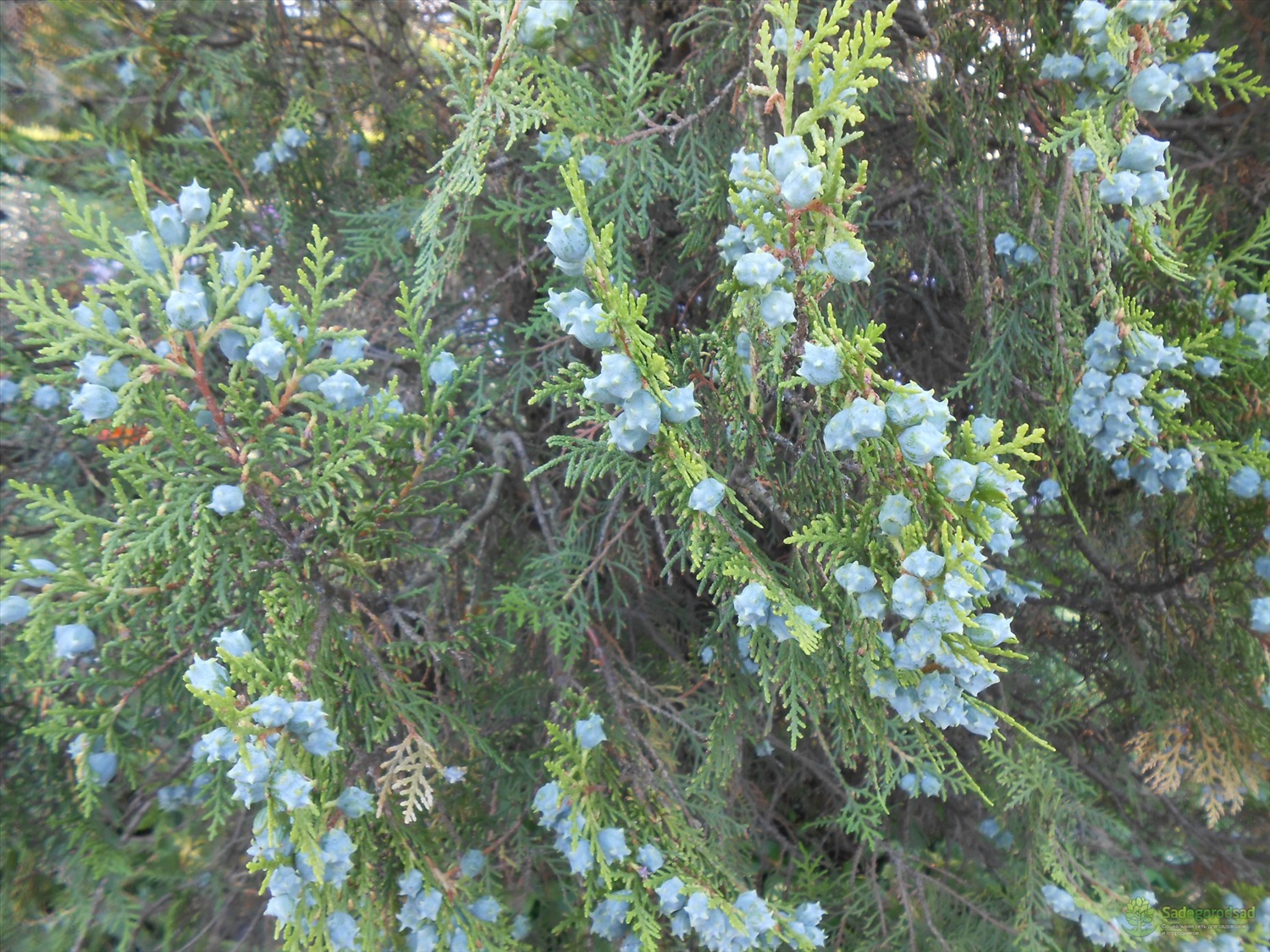 Туя восточная