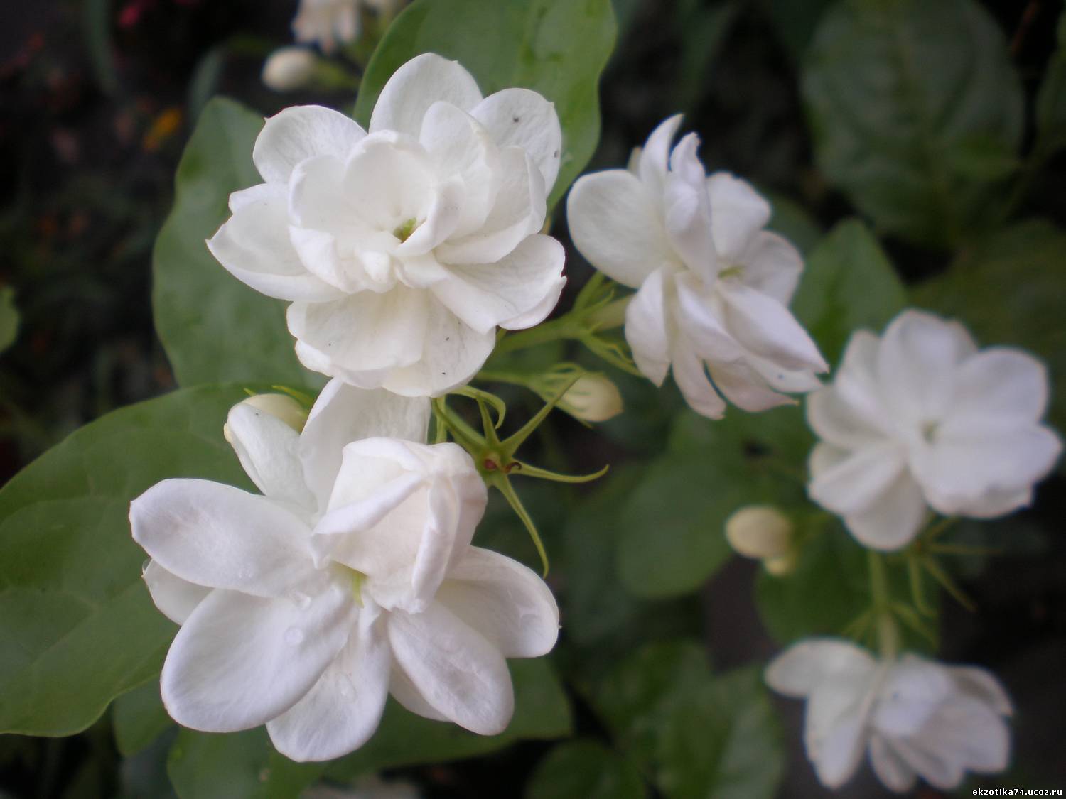 Жасмин самбак