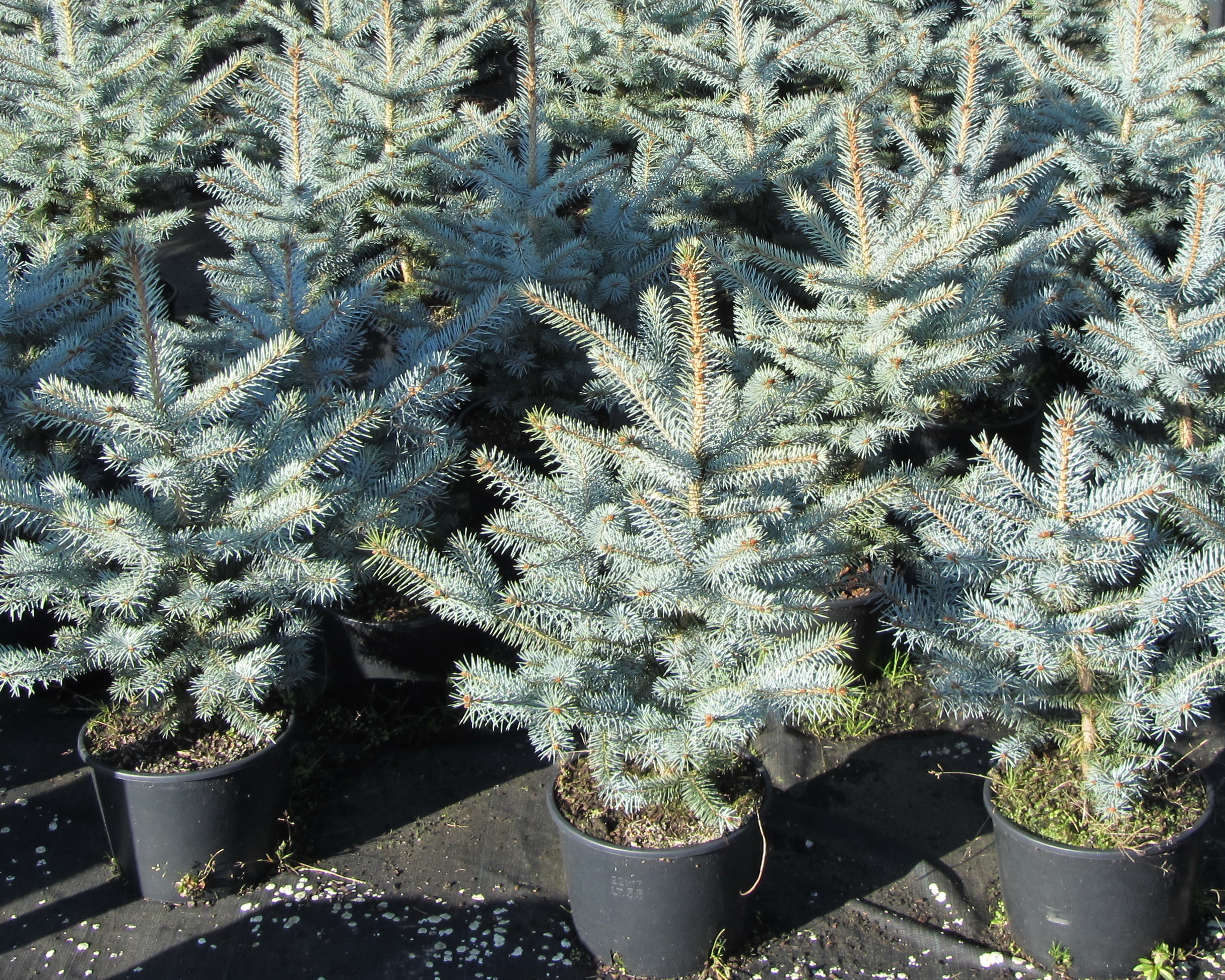 Ель колючая