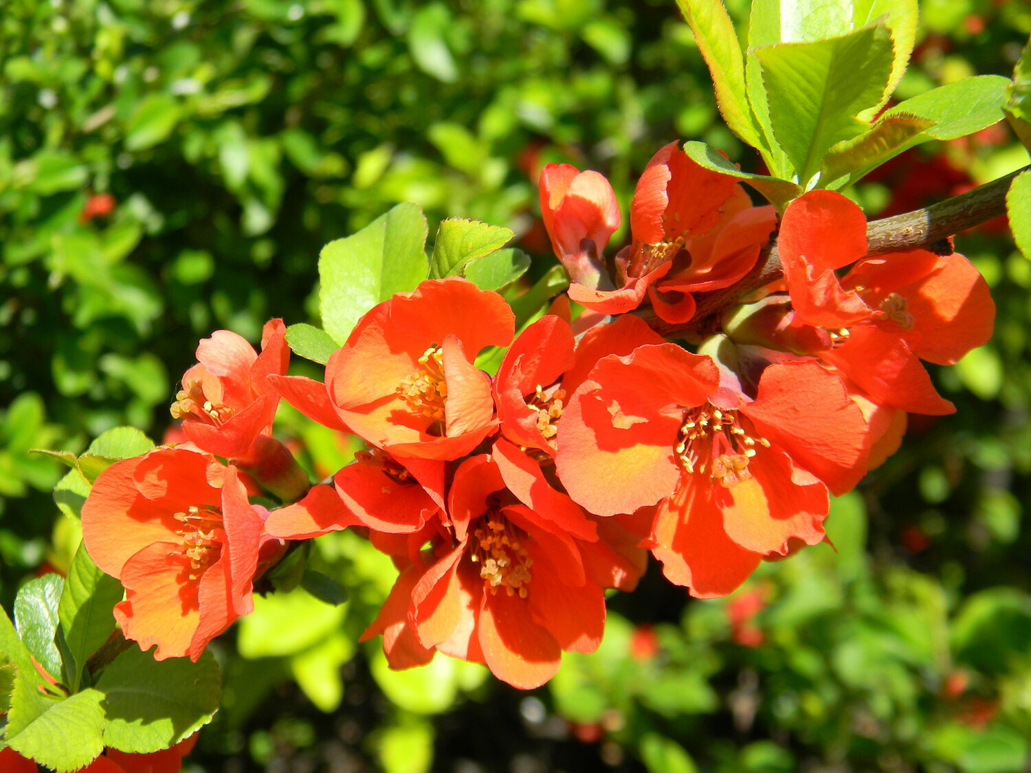 Айва катаянская Айва катаянская