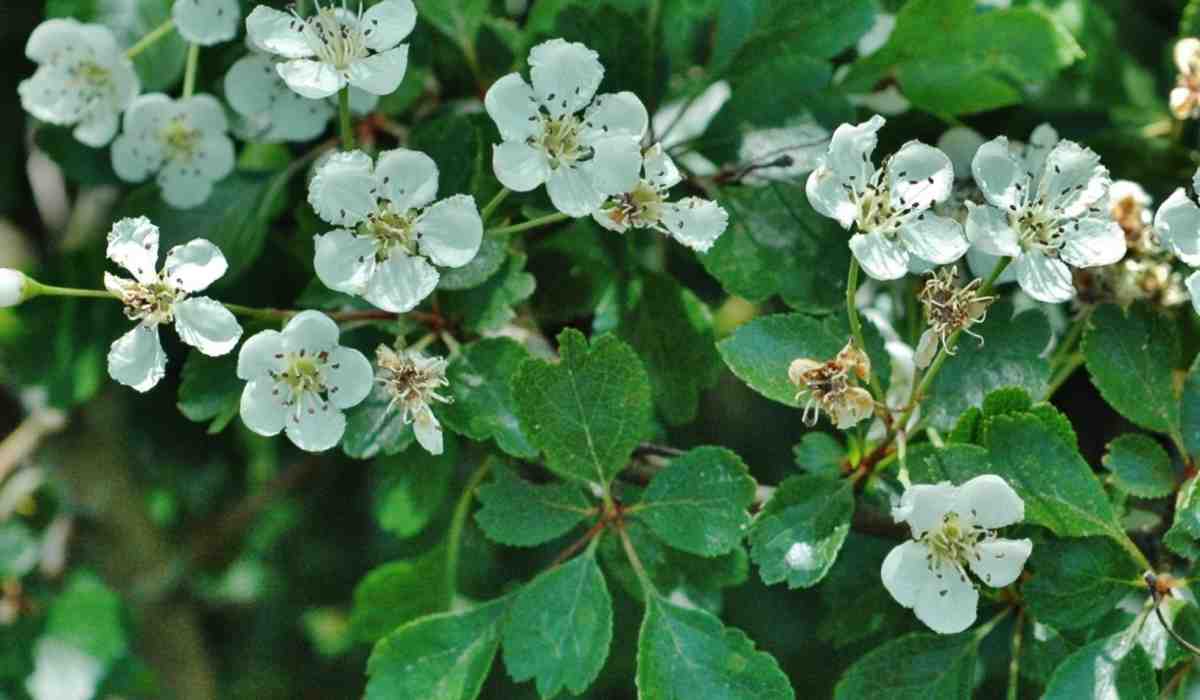 Боярышник колючий