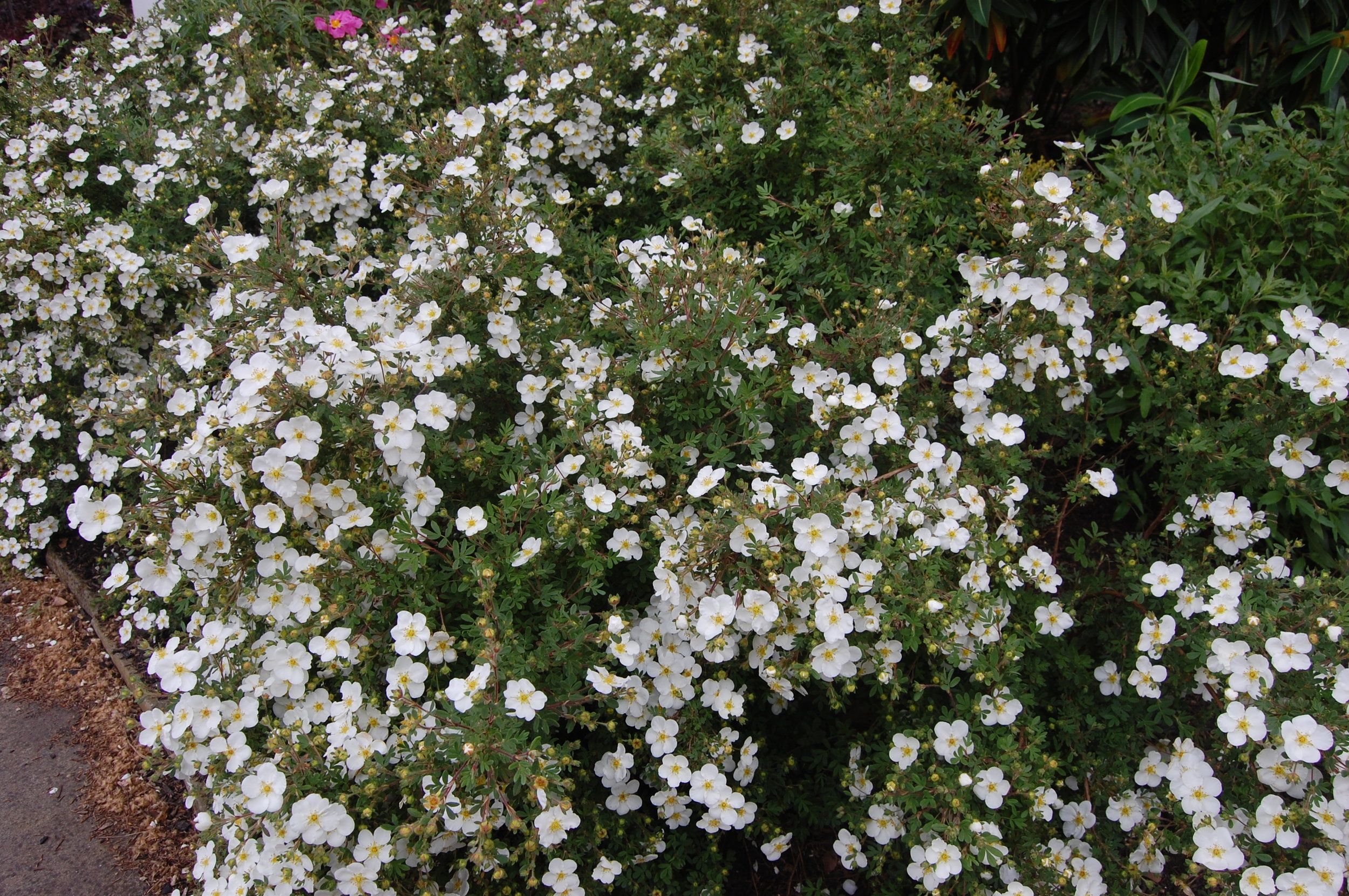 Лапчатка белая