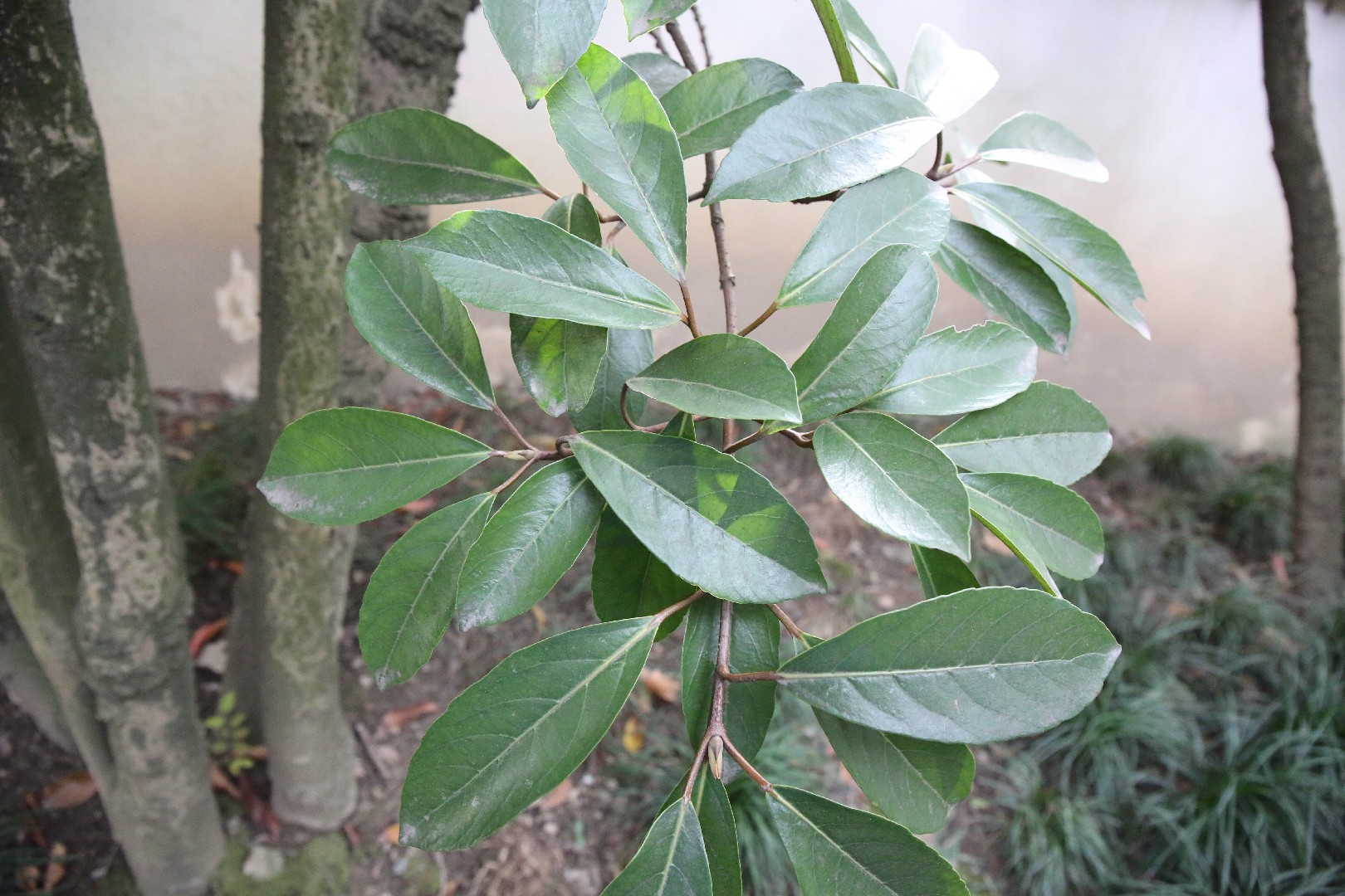 Калина душистая