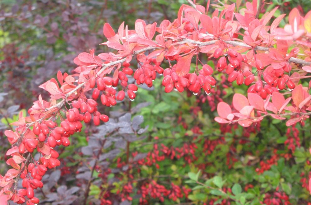 Барбарис амурский