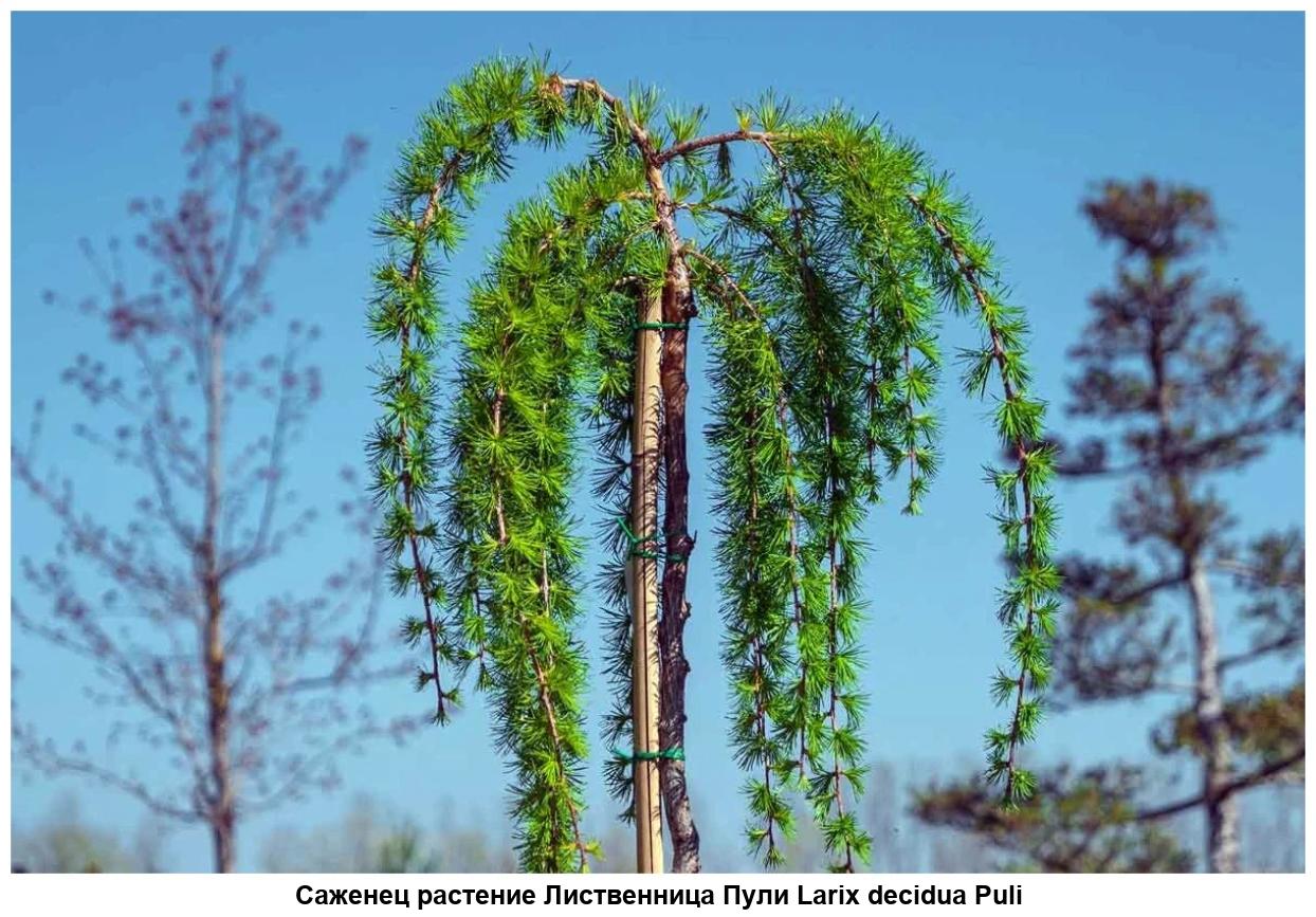 Лиственница европейская Лиственница европейская