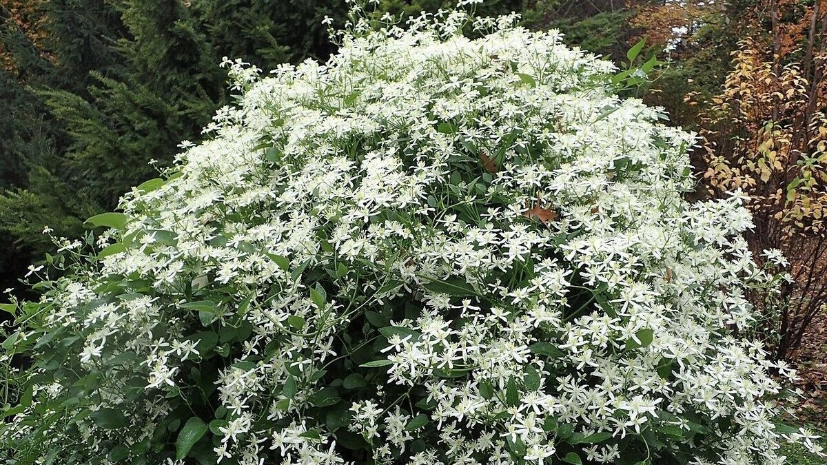 Ломонос сизый