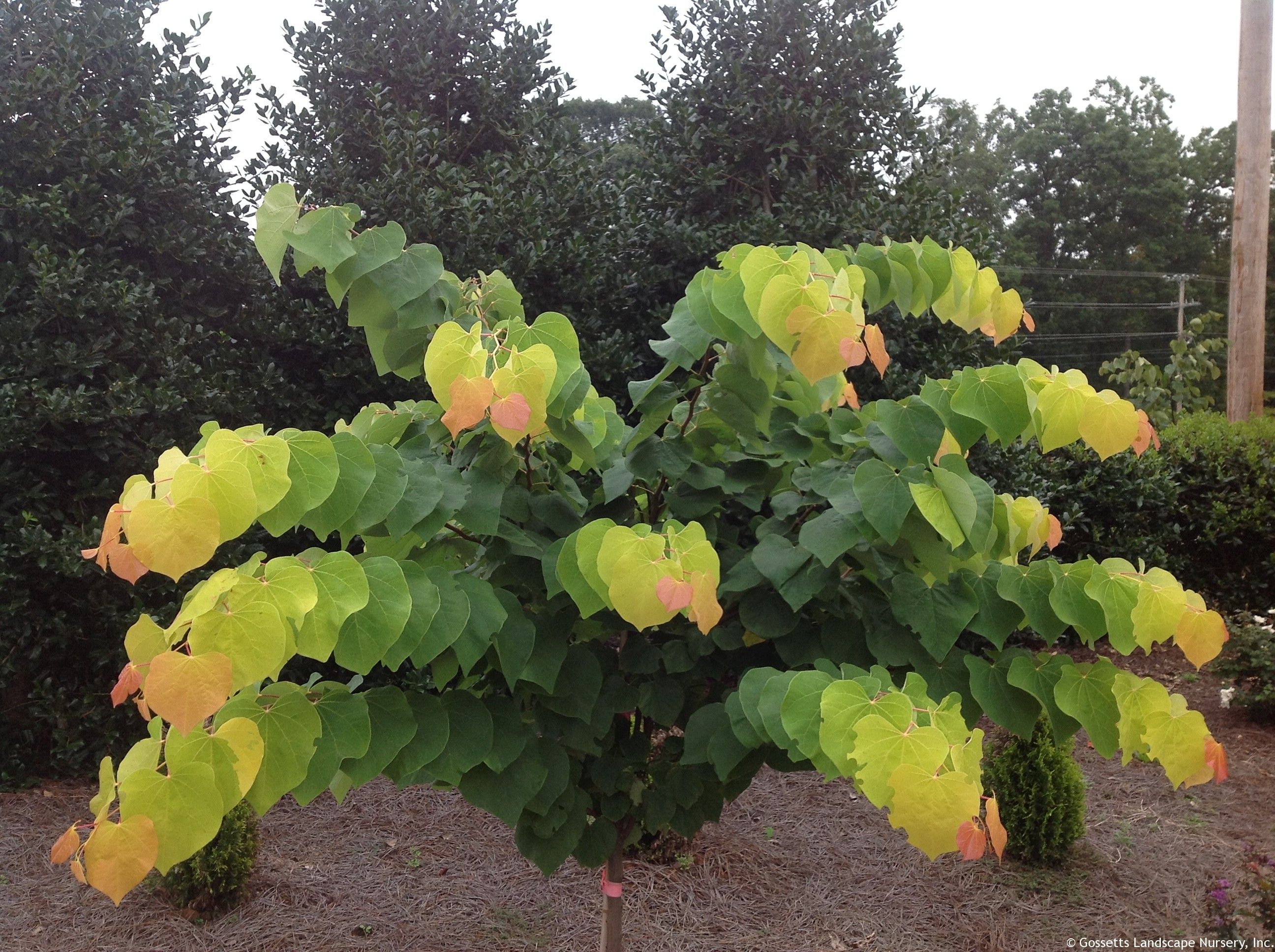 Багрянник канадский