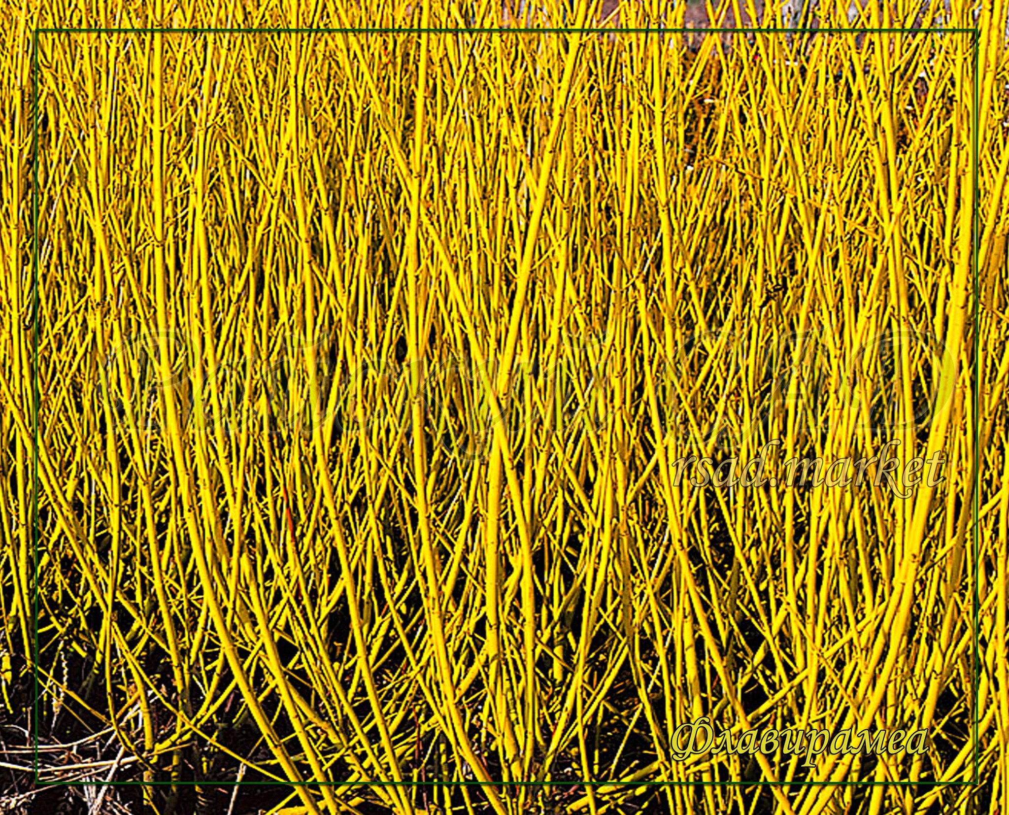 Дерен отпрысковый