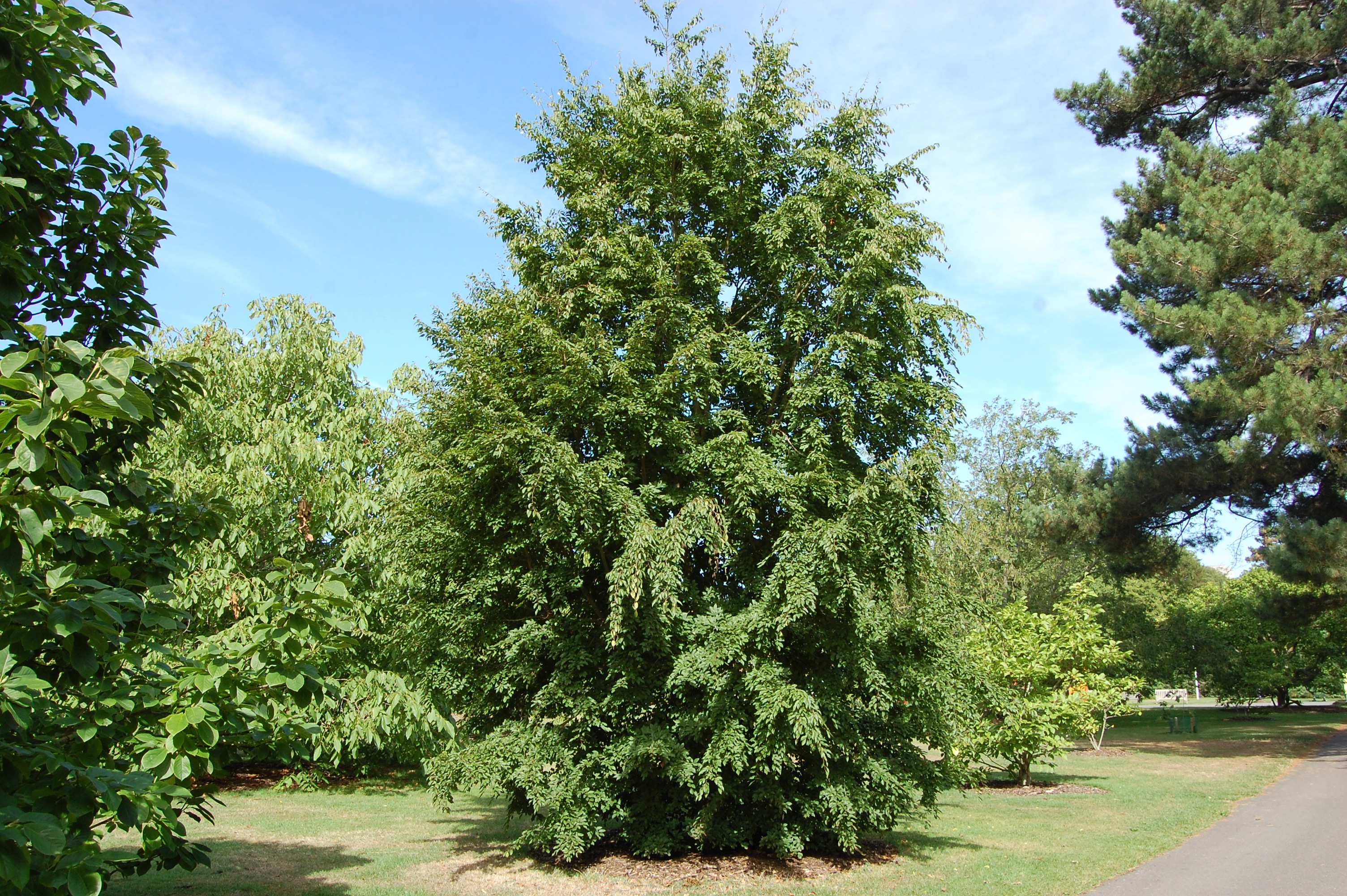 Граб Турчанинова