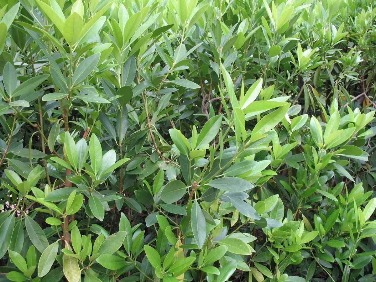 Бадьян настоящий