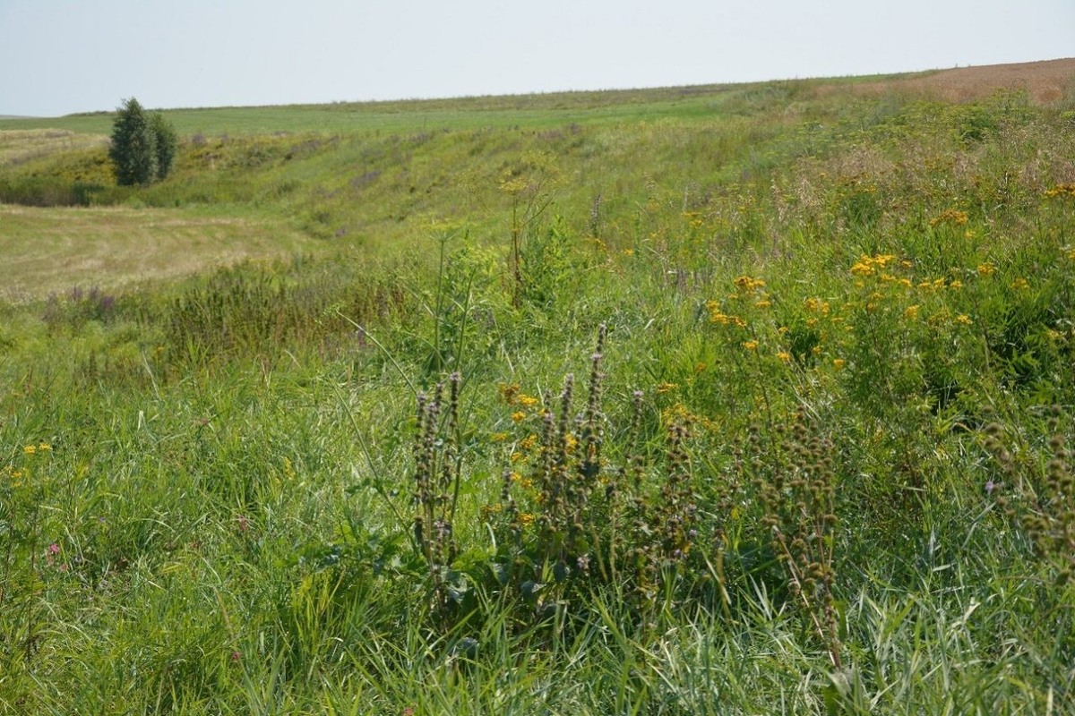 Ольха красная