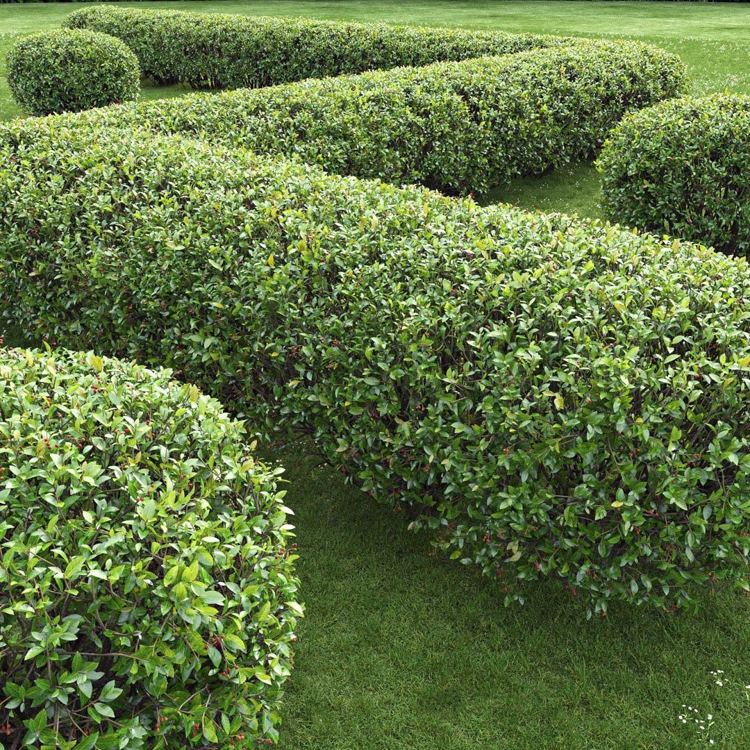 Кизильник блестящий