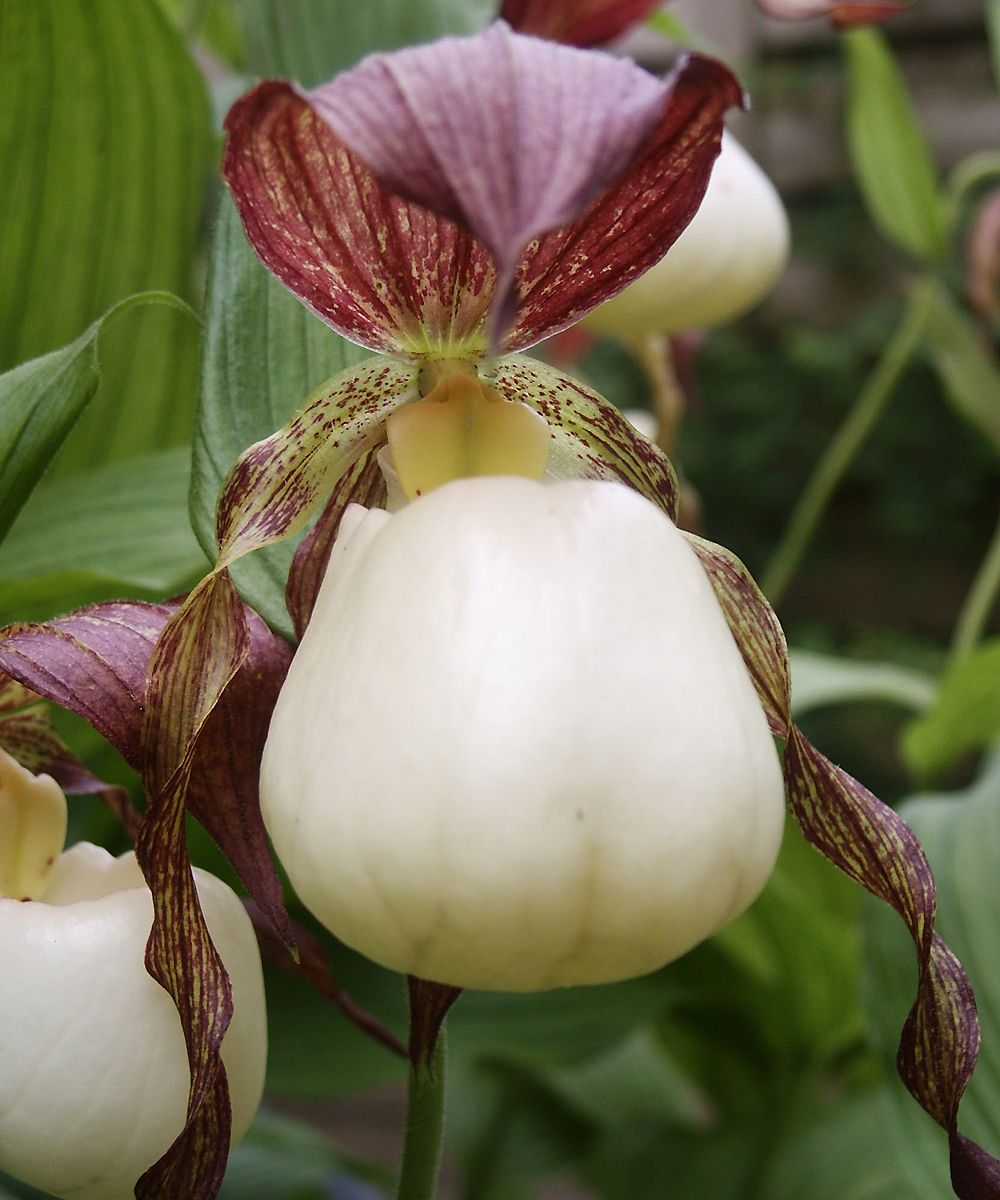 Башмачок кентуккийский