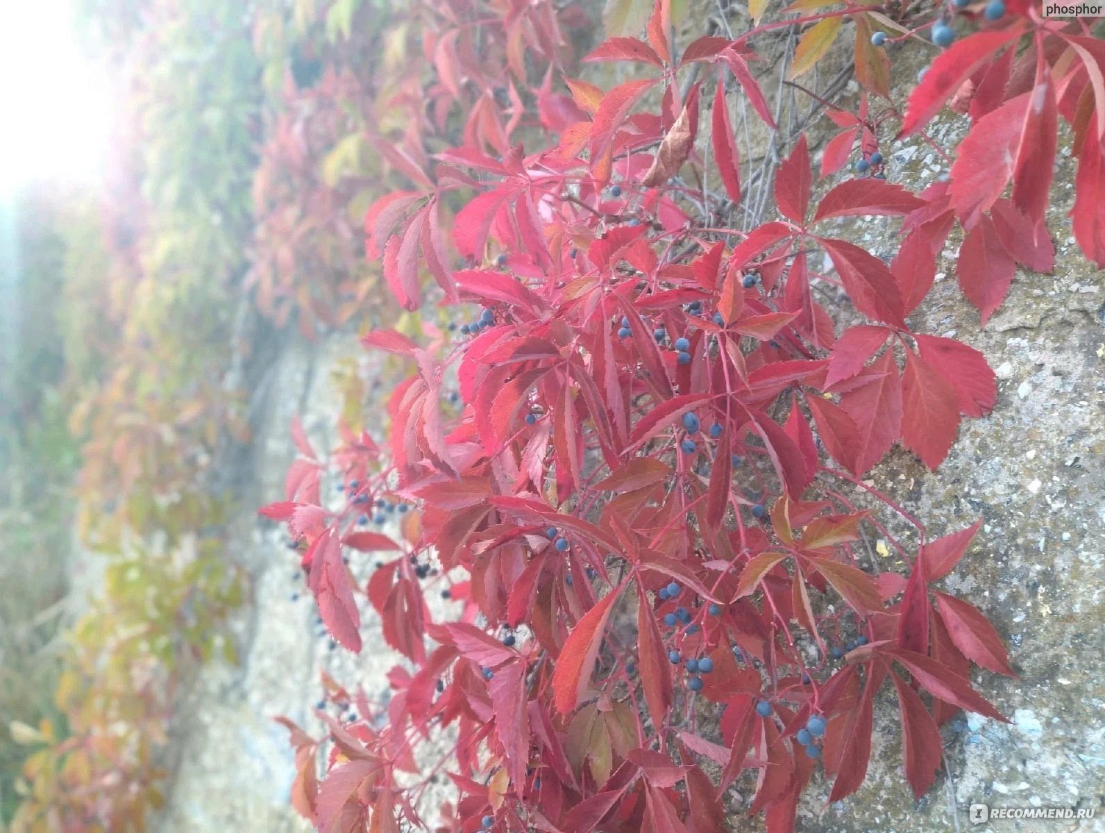 Девичий виноград Звездопад Девичий виноград Звездопад