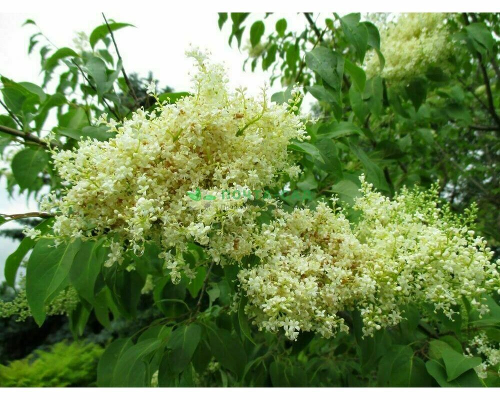 Сирень китайская