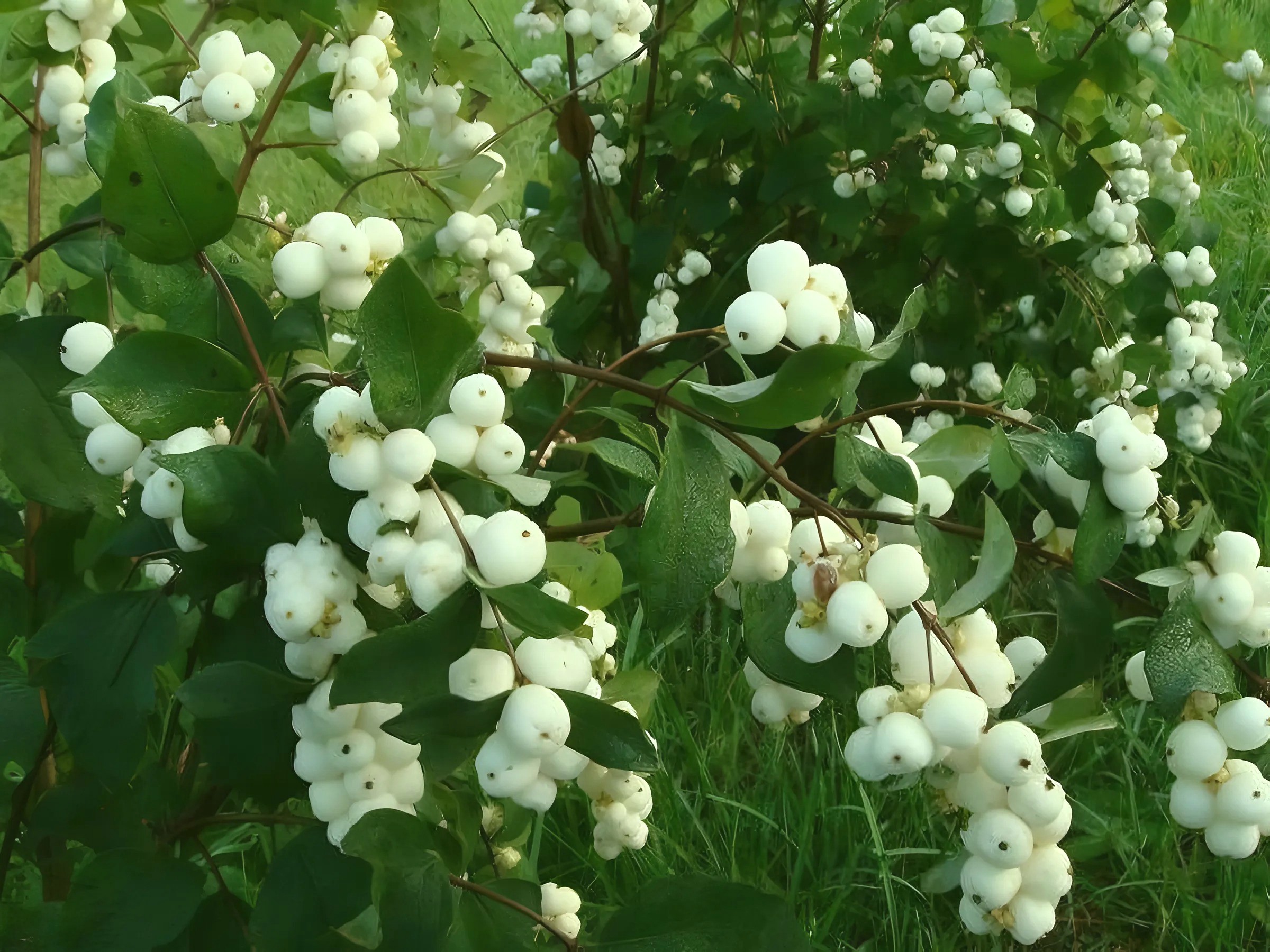 Снежноягодник