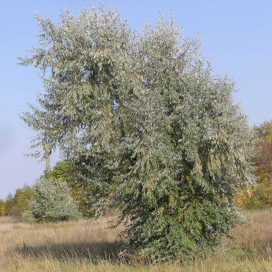 Лох узколистный