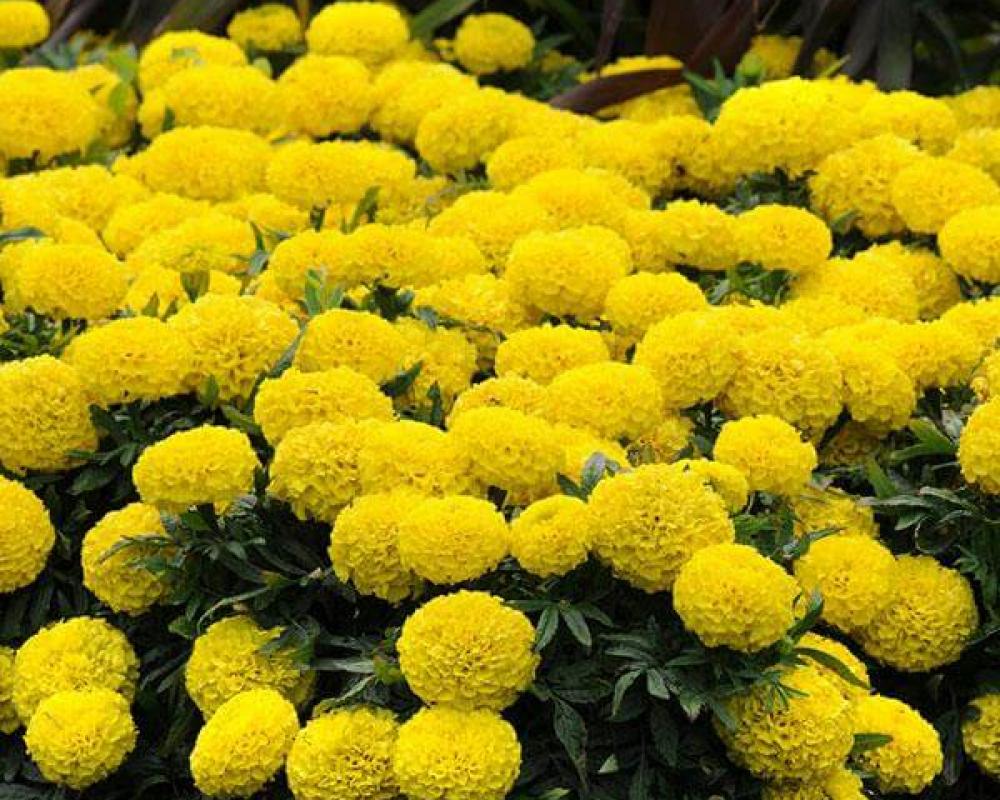 Бархатцы прямостоячие Бархатцы прямостоячие