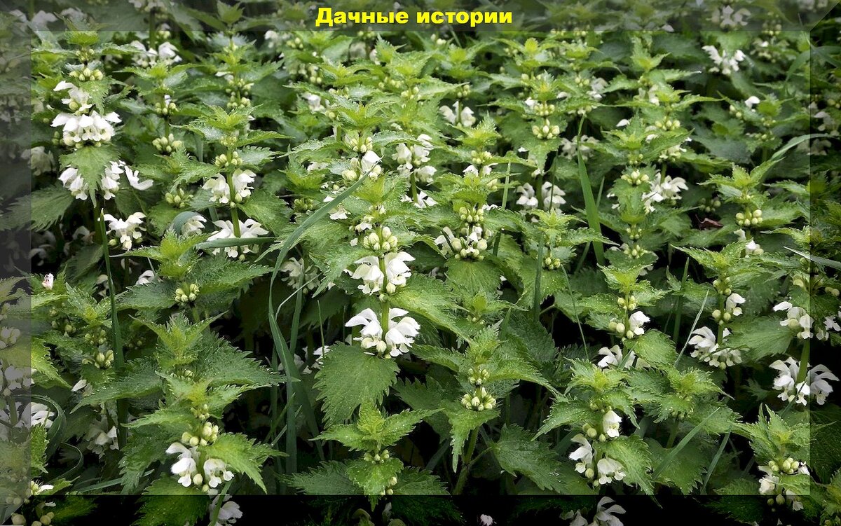 Яснотка