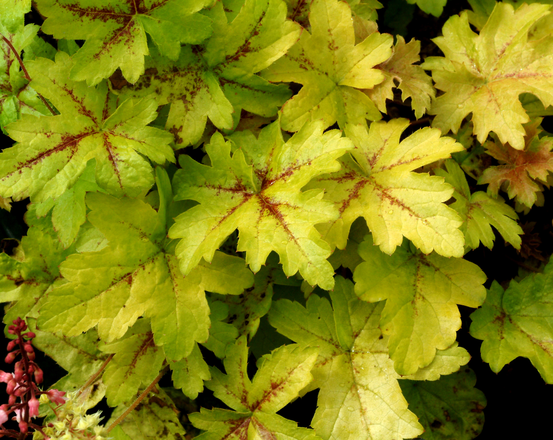 Гейхерелла