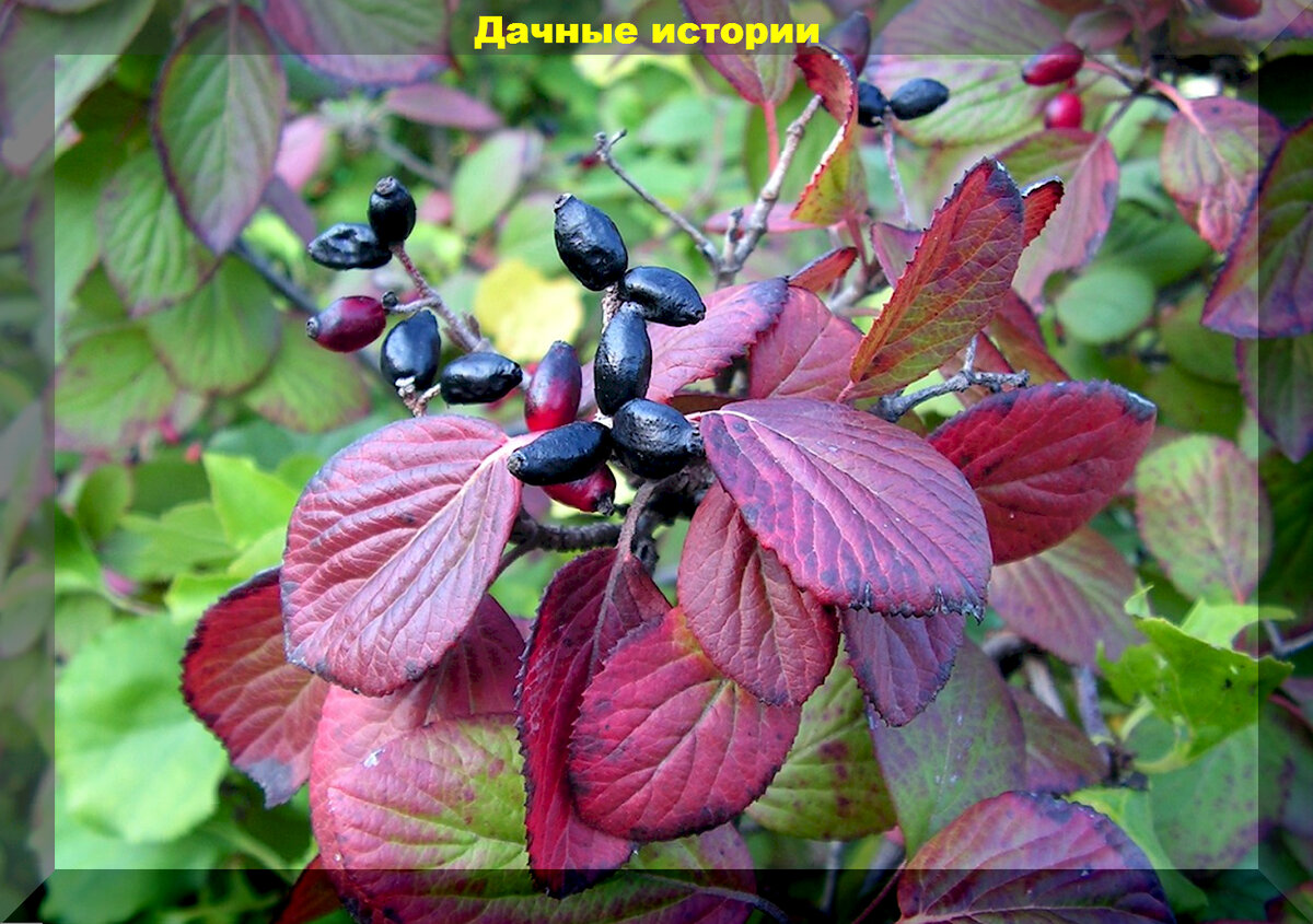 Калина буреинская