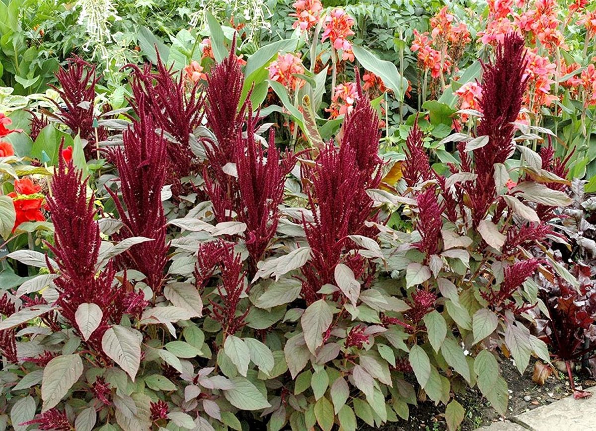 Бархат (растение)