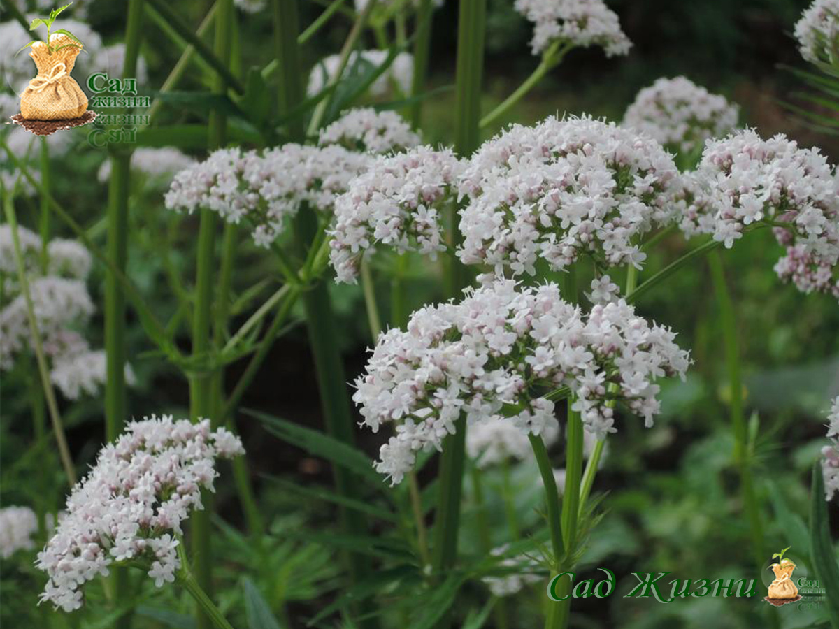 Валериана Валериана