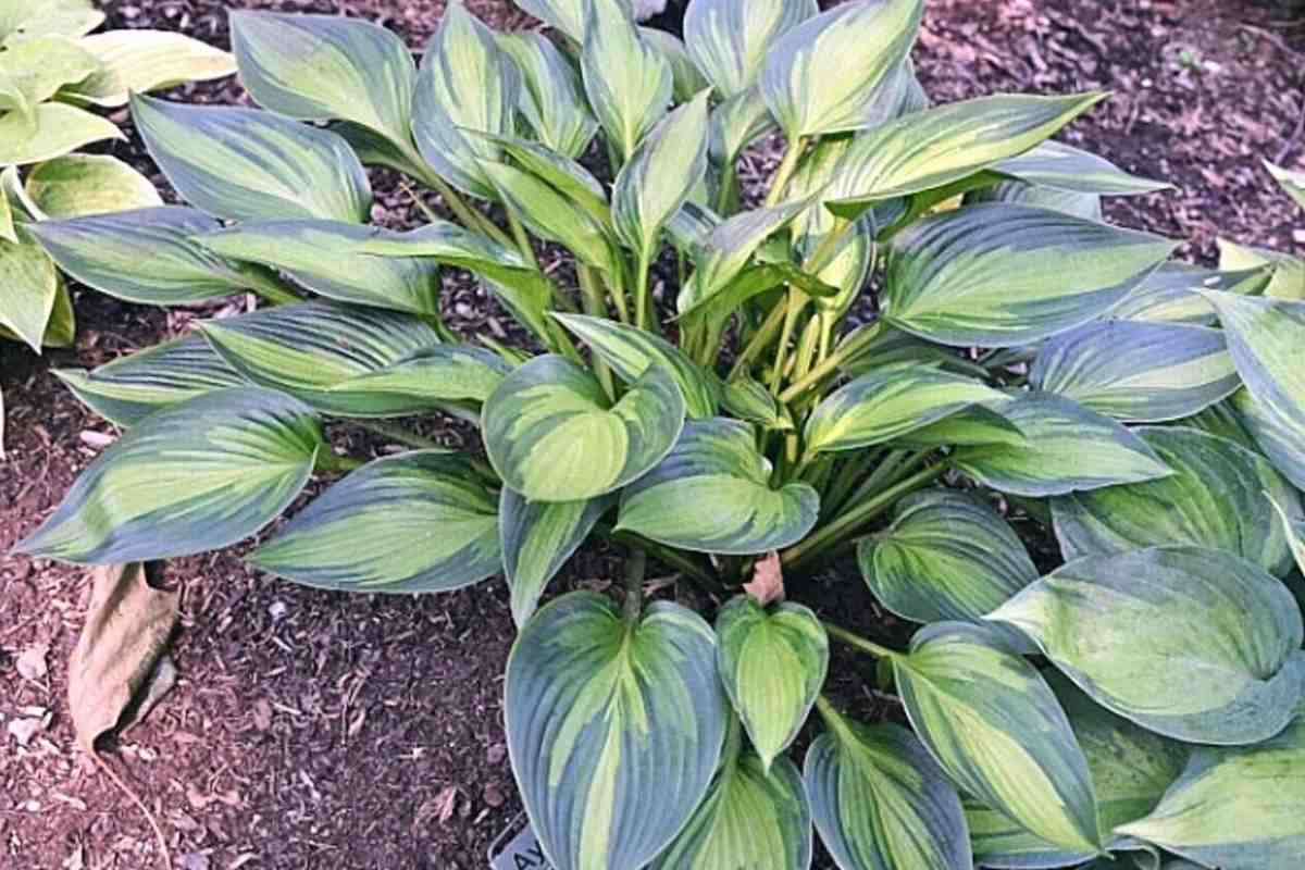 Безвкусница гибридная