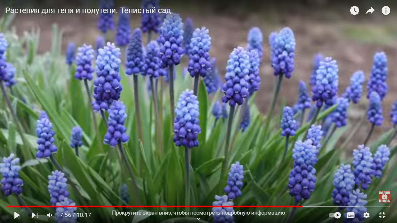 Мускари