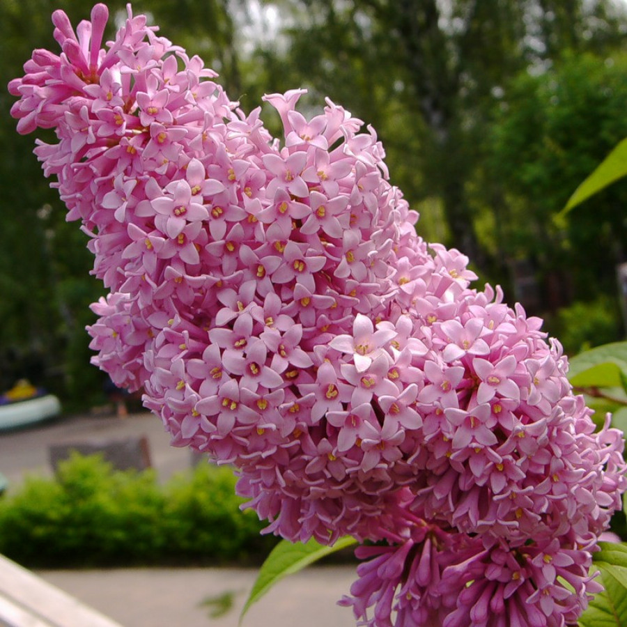 Сирень венгерская