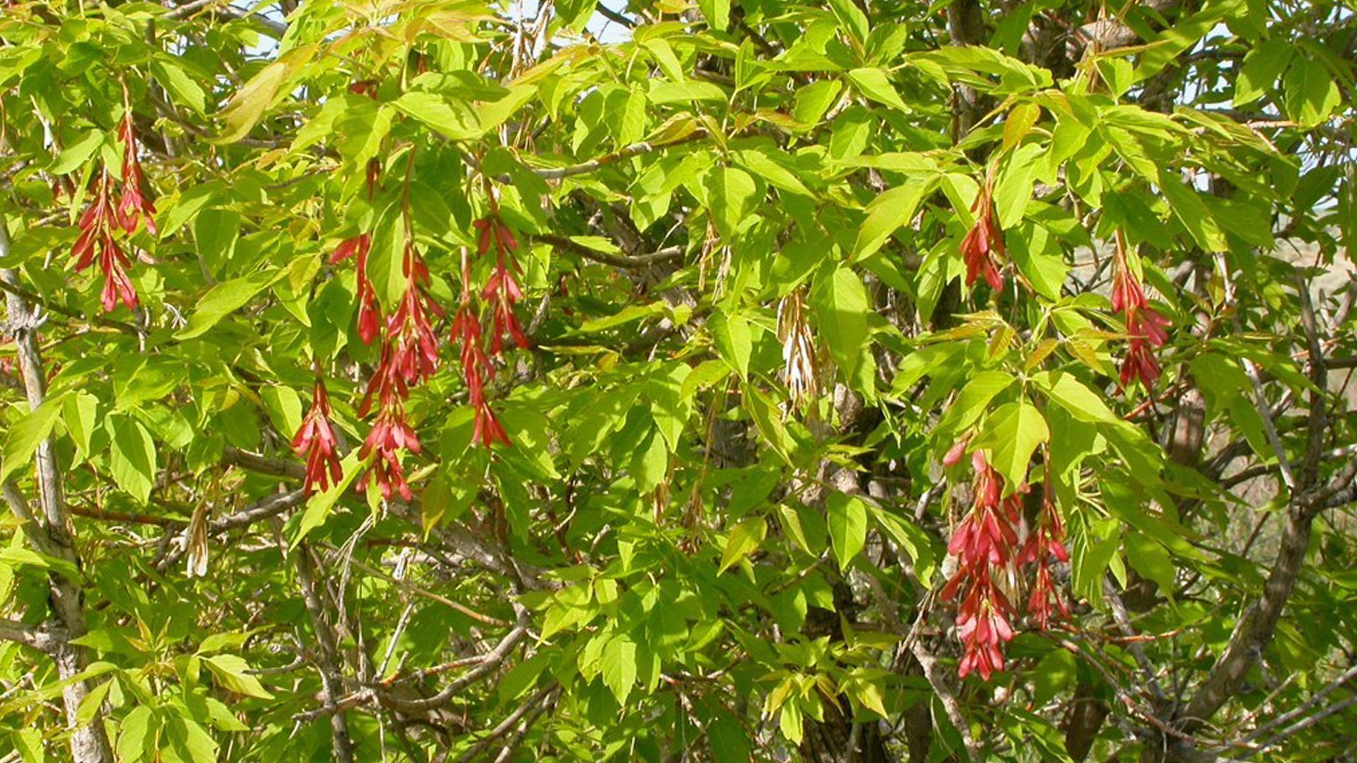 Клён ясенелистный