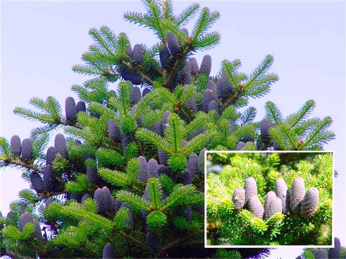 Пихта корейская